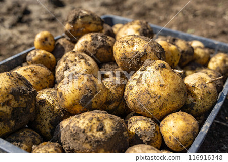 Harvested potatoes 116916348