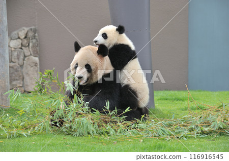 龍濱媽媽一邊吃竹子一邊被海灘打擾 116916545