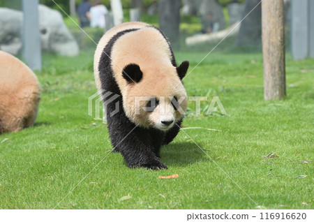 梅濱散步 116916620