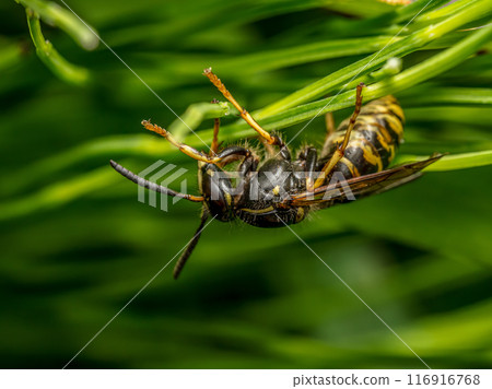 Wasp sitting on garden plant leaves 116916768