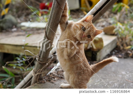 可愛的小貓被玩具的移動弄糊塗了 可愛的小貓被玩具的移動弄糊塗了 116916864