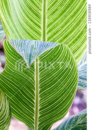 Canna leaf sculpture shining in semi-transmitted light [Beautiful veins] 116916984