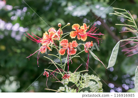 孔雀花,日文稱為“Ogocho” 孔雀花,日文稱為“Ogocho” 116916985