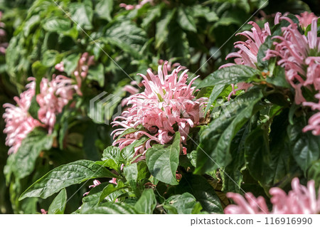 An evergreen shrub with panicles coral [coral flower] 116916990