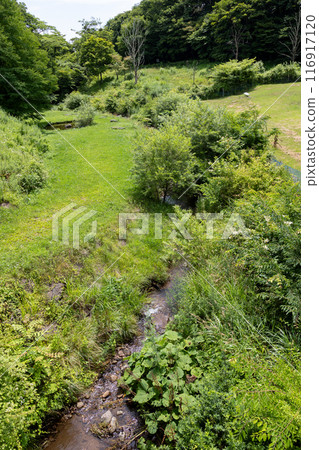 Kozu Ranch in Summer, Gunma Prefecture Kozu Ranch in Summer, Gunma Prefecture 116917120