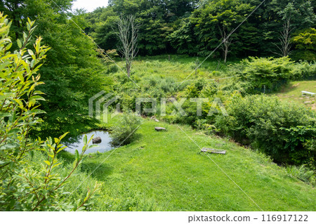 Kozu Ranch in Summer, Gunma Prefecture 116917122