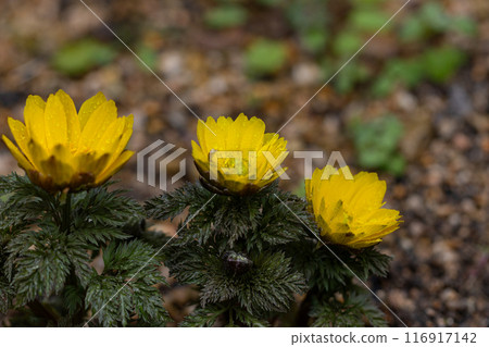 Adonis Three Sisters Adonis Three Sisters 116917142