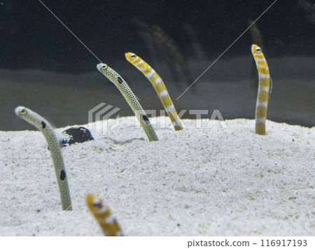 水族館裡的中國鰻魚 水族館裡的中國鰻魚 116917193
