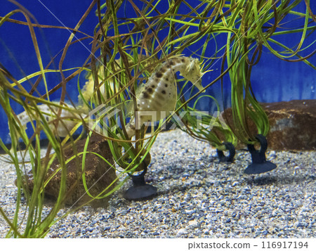海馬什麼時候去水族館? 海馬什麼時候去水族館? 116917194