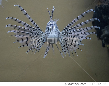 獅子魚面向前方 116917195