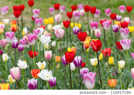 Colorful tulip field Colorful tulip field 116917298