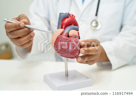 Cardiovascular disease CVD, Asian doctor holding human anatomy model for learn and treat heart disease. 116917494