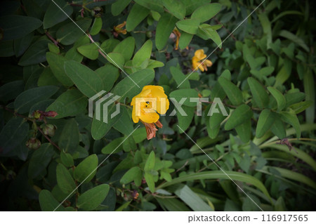 Somura yellow flower 116917565