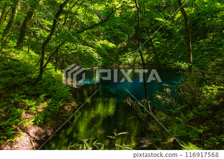World Natural Heritage Site: Early Summer in the Shirakami Mountains: Fresh Greenery at Juniko Lake Aoike World Natural Heritage Site: Early Summer in the Shirakami Mountains: Fresh Greenery at Juniko Lake Aoike 116917568