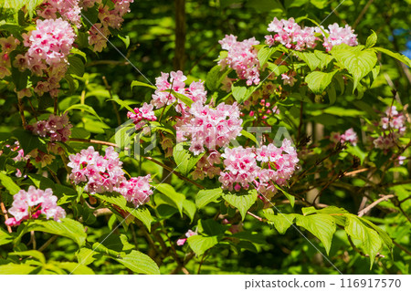世界自然遺產:初夏的白神山地、新綠的十二湖、狸二 世界自然遺產:初夏的白神山地、新綠的十二湖、狸二 116917570