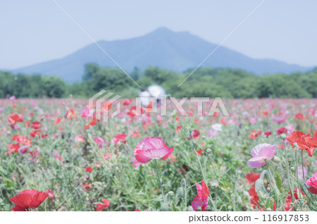 Ibaraki: Poppy fields and Mount Tsukuba (Kokaigawa Park) Ibaraki: Poppy fields and Mount Tsukuba (Kokaigawa Park) 116917853