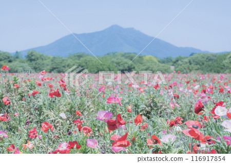 茨城罌粟田與筑波山（小外川親愛公園） 116917854