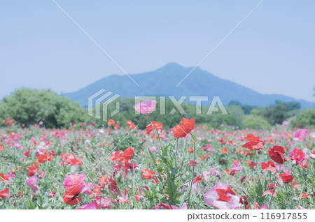 茨城罌粟田與筑波山（小外川親愛公園） 116917855