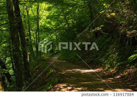 世界自然遺產:白神山的初夏、綠意盎然的十二湖 世界自然遺產:白神山的初夏、綠意盎然的十二湖 116917884