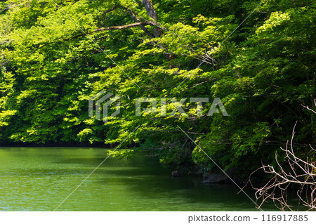 World Natural Heritage Site: Early Summer in the Shirakami Mountains: Fresh Greenery at Juniko Lake and Keitoba Pond World Natural Heritage Site: Early Summer in the Shirakami Mountains: Fresh Greenery at Juniko Lake and Keitoba Pond 116917885