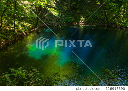 世界自然遺產、初夏的白神山、綠意盎然的十二湖、青池湖 世界自然遺產、初夏的白神山、綠意盎然的十二湖、青池湖 116917890