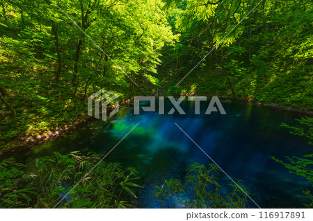 World Natural Heritage Site: Early Summer in the Shirakami Mountains: Fresh Greenery at Juniko Lake Aoike 116917891