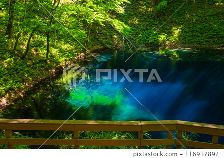世界自然遺產、初夏的白神山、綠意盎然的十二湖、青池湖 世界自然遺產、初夏的白神山、綠意盎然的十二湖、青池湖 116917892