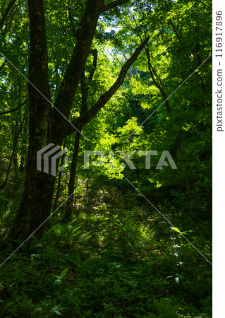 World Natural Heritage Site: Early Summer in Shirakami-Sanchi, Juniko Lakes and Beech Forest with Fresh Greenery 116917896