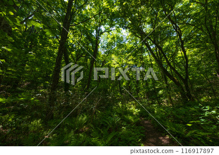 世界自然遺產、白神山地、初夏、十二湖的新綠、山毛櫸林 世界自然遺產、白神山地、初夏、十二湖的新綠、山毛櫸林 116917897