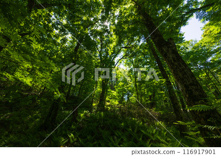 世界自然遺產、白神山地、初夏、十二湖的新綠、山毛櫸林 116917901