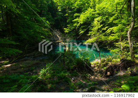 World Natural Heritage Site: Early Summer in the Shirakami Mountains: Fresh Greenery at Juniko Lake and Futsubo Pond 116917902