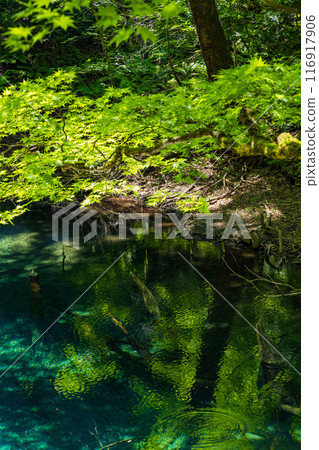 世界自然遺產:初夏的白神山、翠綠的十二湖、悅坪池 世界自然遺產:初夏的白神山、翠綠的十二湖、悅坪池 116917906