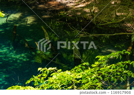 World Natural Heritage Site: Early Summer in the Shirakami Mountains: Fresh Greenery at Juniko Lake and Futsubo Pond World Natural Heritage Site: Early Summer in the Shirakami Mountains: Fresh Greenery at Juniko Lake and Futsubo Pond 116917908
