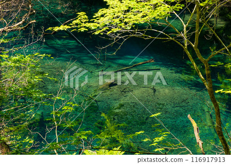 World Natural Heritage Site: Early Summer in the Shirakami Mountains: Fresh Greenery at Juniko Lake and Futsubo Pond 116917913
