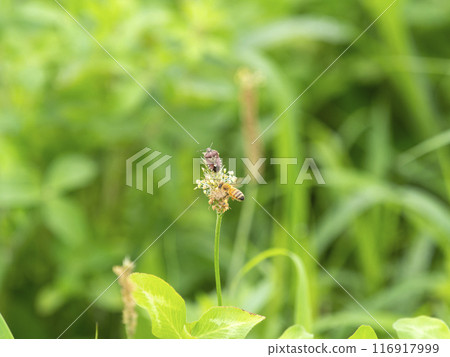 Stink bugs and bees gather on the flowers of the plantain plant 116917999
