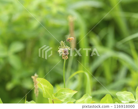 Stink bugs and bees gather on the flowers of the plantain plant 116918000