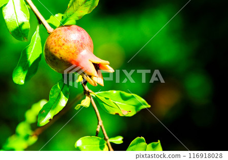 Pomegranate in early summer (facing right) 116918028
