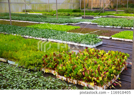 Different sprouts in pots are grown in greenhouse Different sprouts in pots are grown in greenhouse 116918405