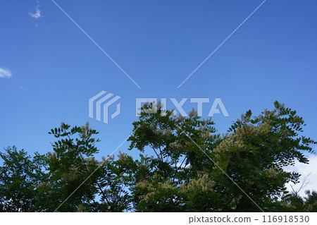 Sophora japonica flowers in summer greenery Sophora japonica flowers in summer greenery 116918530