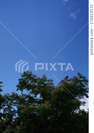 Sophora japonica flowers in summer greenery Sophora japonica flowers in summer greenery 116918532