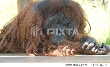 我可以小睡一下嗎？ 116918704