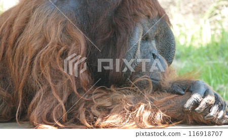 張快樂的臉 116918707