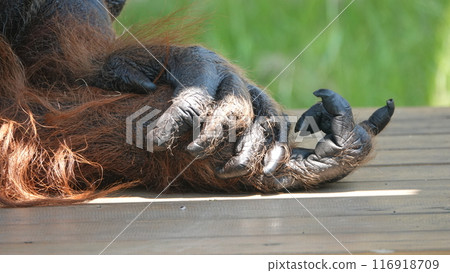 Whose hand is it? It's mine. Whose hand is it? It's mine. 116918709