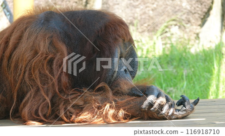 我的簡歷 116918710