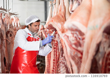Butcher measuring temperature of raw pork carcasses in cold storage Butcher measuring temperature of raw pork carcasses in cold storage 116918769