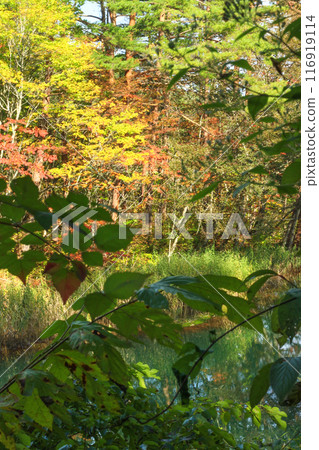 Spectacular autumn scenery at Goshiki-numa in Urabandai, Fukushima Prefecture 116919114
