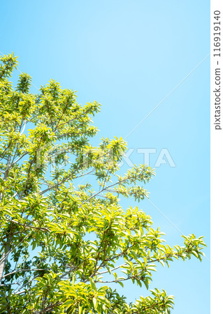Green leaves bathed in sunlight and a clear blue sky d-3 Light color Green leaves bathed in sunlight and a clear blue sky d-3 Light color 116919140