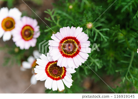 Ismelia carinata, the tricolour chrysanthemum, tricolor daisy or annual chrysanthemum close up Ismelia carinata, the tricolour chrysanthemum, tricolor daisy or annual chrysanthemum close up 116919145