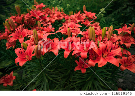 Lilium Asiatic Hybrid or Red Lilies growing in russia Lilium Asiatic Hybrid or Red Lilies growing in russia 116919146