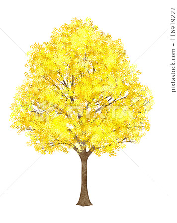 Tree with yellow leaves Tree with yellow leaves 116919222